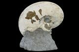 Fossil Ammonite (Placenticeras) - South Dakota #115136-1